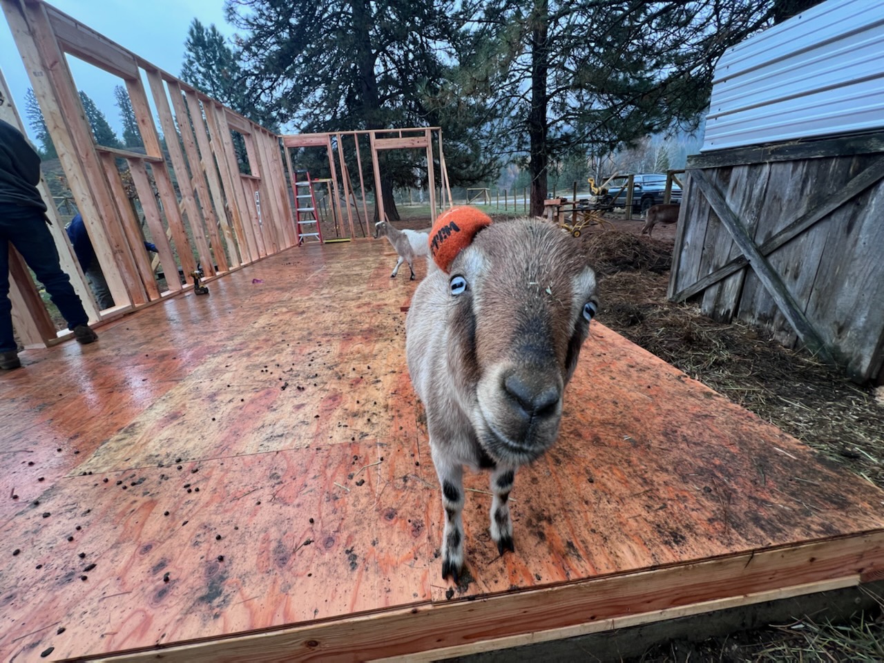 Moody the one-horned goat — stand-in until crew photos and video replace this slot